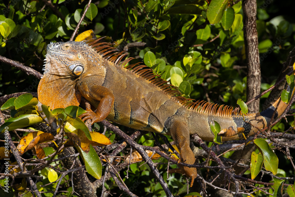 Iguana Invasive Species Large Animal Iguana Invasive Species Large Animal