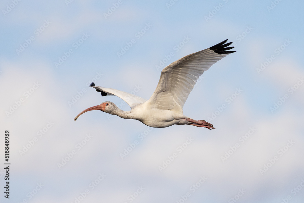 White Ibis flying in a blue sky