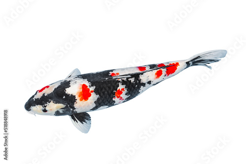 Photography koi fish isolated on white background