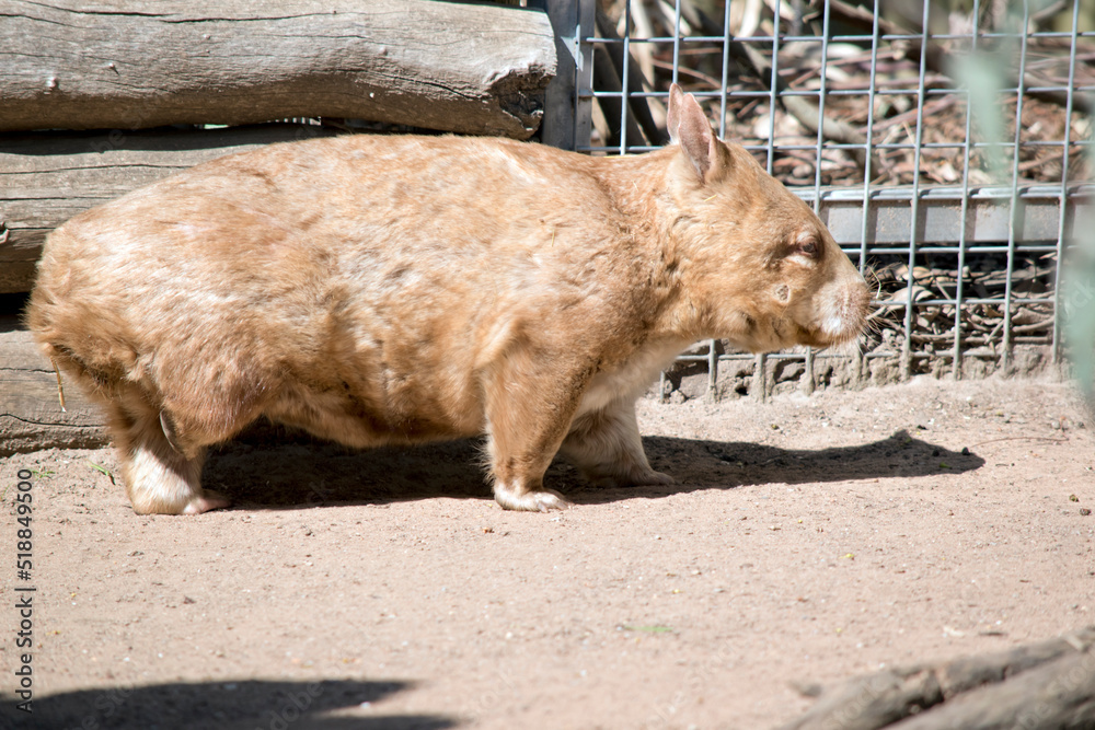 this is a side view of a hairy nosed wombat this is a side view of a hairy nosed wombat