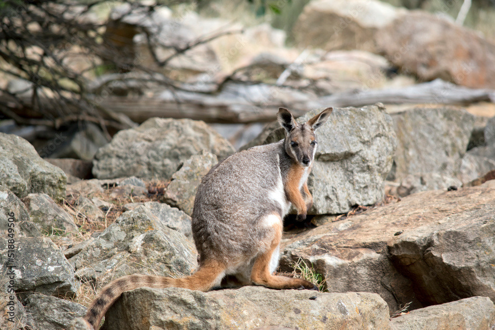 this is a side view of a yellow footed rock wallaby this is a side view of a yellow footed rock wallaby