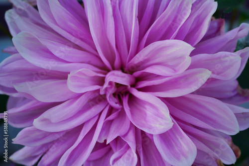 purple dahlia flower