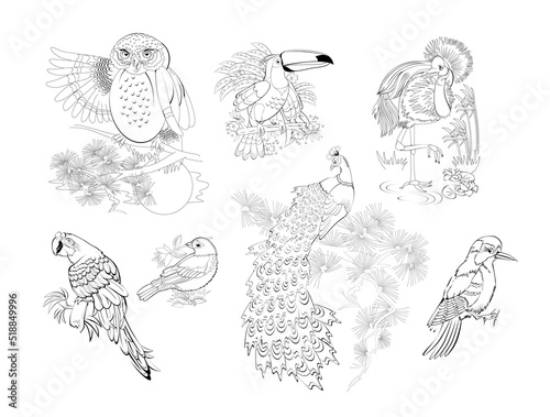 Set of illustrations for children coloring book. Black and white pictures of different birds. Kids activity sheet. Vector cartoon drawing. photo