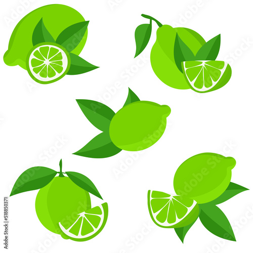 Set with limes. Cutting citrus fruits into slices, slices, circles. Ripe fresh limes on a tree branch.