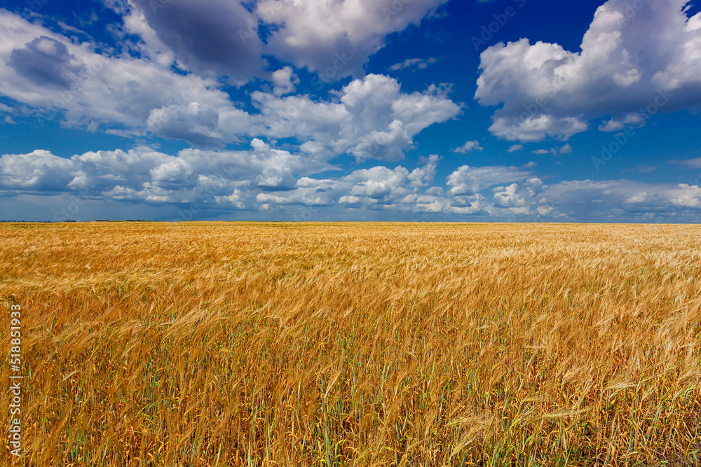 Wheat field and blue sky with white clouds. Fertile land of Ukraine. Wheat field and blue sky with white clouds. Fertile land of Ukraine.