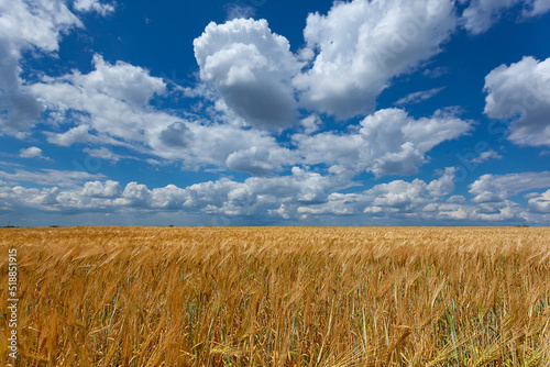 Wheat field and blue sky with white clouds. Fertile land of Ukraine.