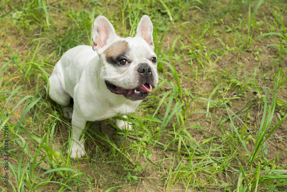 Fototapeta premium beautiful white french bulldog portrait