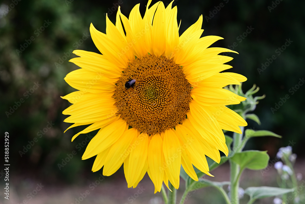 sonnenblume sonnenblume
