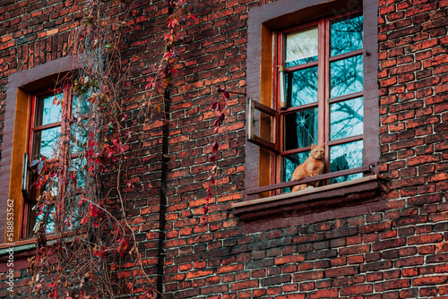 Fototapeta Naklejka Na Ścianę i Meble -  Lodz, Poland: Cat sitting in the window of an old nineteenth-century brick house in a Ksiezy Mlyn district