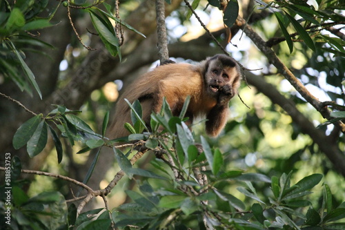 Mono en la reserva Tati Yupi