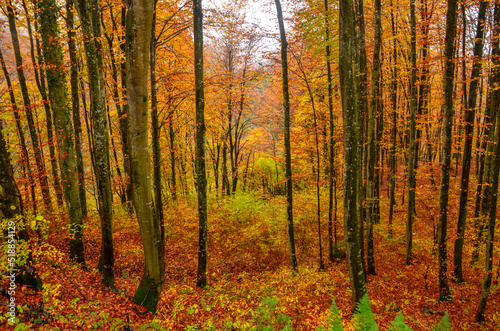Colors od fall. Forest in autumn. Foliage. Orange and yellow leaves on trees and ground. 