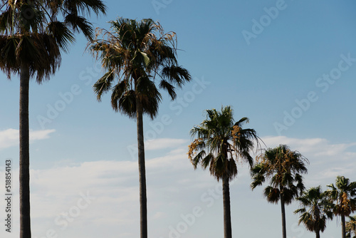 青空を背景に潮風に葉が揺れるヤシの木 © maruboland