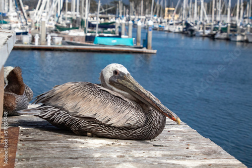 A Brown Pelican resting on a dock