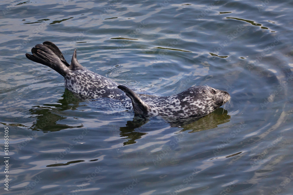 A harbor seal resting in the water A harbor seal resting in the water