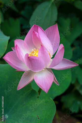 Dwarf Lotus flower, Nelumbo nucifera 'Akari' opens up. Focus is on the center of the flower (stamens and anthers)