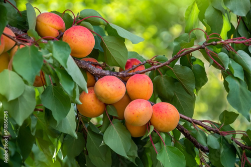 Bunch of ripe apricots hanging on a tree. Ukraine. Fruit harvest. Apricots with leaves. Selective focus.