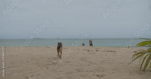 Perros jugando con un niño dominicano latino en la playa con paisaje natural cielo azul y arena. (ID: 518857125)