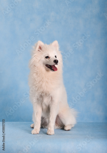 Portrait of a beautiful white fluffy dog on a blue background in the studio. The dog is sitting on the floor