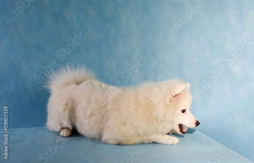 A white fluffy dog playfully sits on the floor on a blue background in the studio with its mouth open