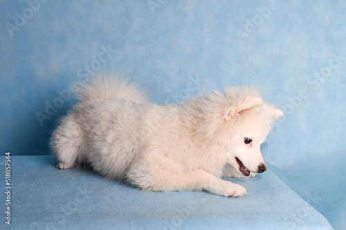 A white fluffy dog playfully sits on the floor on a blue background in the studio with its mouth open