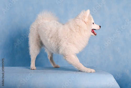 White fluffy beautiful dog on a blue background in the studio