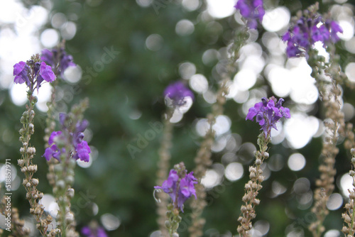 Stems with Purple Flowers