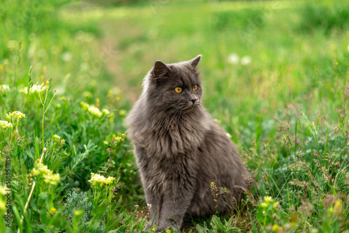 Very fluffy grey cat sits in the grass and looks aside. Walking Pets in nature in the Park. Copy space