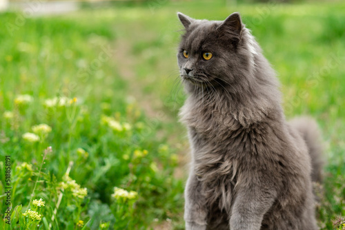 A fluffy gray cat stands on two paws. Peeking out of the grass. Copy space