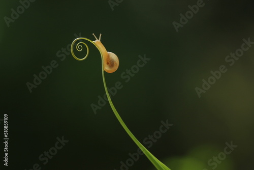 snail in flower
