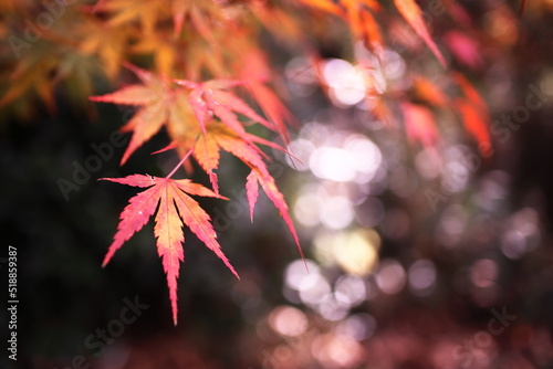美しい秋の紅葉と光の輝き