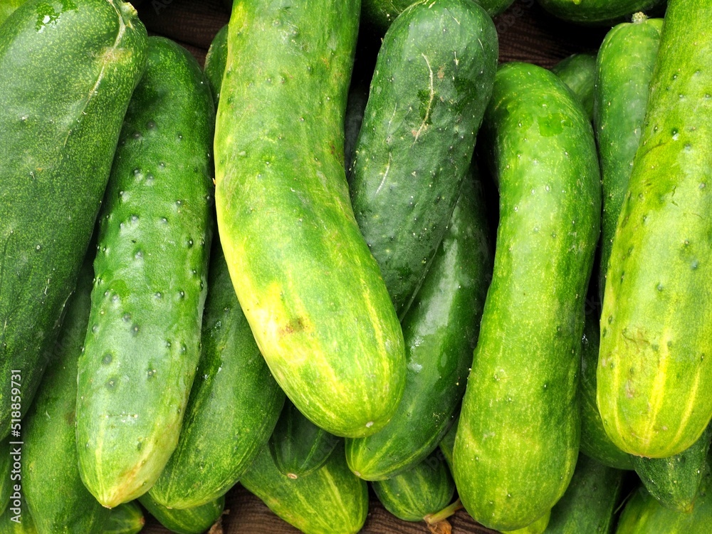 Fresh organic cucumbers in stall at Eugene Saturday Market Fresh organic cucumbers in stall at Eugene Saturday Market