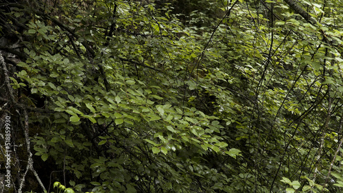 Green leaf texture, natural background. Stock footage. Top view of fresh green branches of deciduous trees swaying slightly in the wind, summer nature.