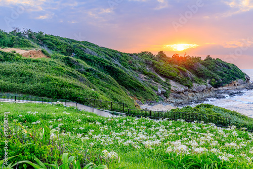 夕日とはまゆう 夏井ヶ浜 福岡県芦屋町 Sunset and Hamayu flowers. Natsuigahama. Fukuoka-ken Asiya town.