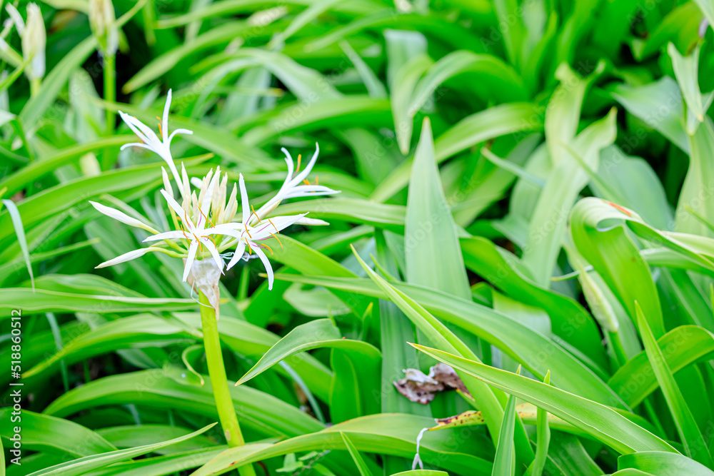 はまゆう 夏井ヶ浜 福岡県芦屋町
Hamayu flower. Natsuigahama. Fukuoka-ken Asiya town. はまゆう 夏井ヶ浜 福岡県芦屋町
Hamayu flower. Natsuigahama. Fukuoka-ken Asiya town.