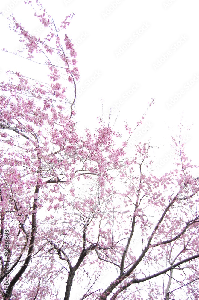 Pink cherry blossoms with white background