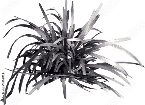Front view of Plant (Ophiopogon planiscapus Black mondo grass 1) Tree illustration vector	
