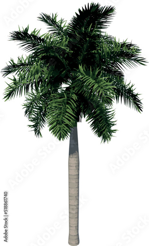 Front view of Plant (Roystonea regia Florida royal palm 1) Tree illustration vector	
