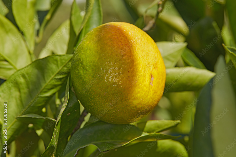 Closeup of ripening lemon growing on a tree at in a yard or organic agriculture orchard farm. Lush citrus fruit plant with green leaves during harvest season. Providing vitamin C and fiber for health