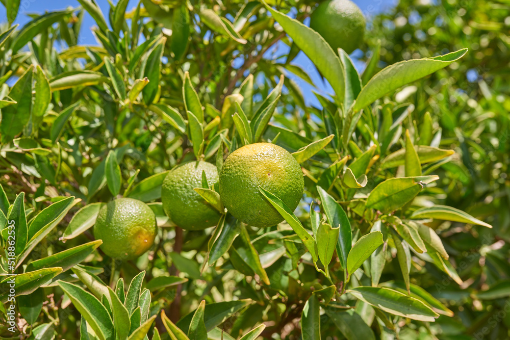 Closeup of green mandarin oranges and citrus growing on lush tree branches on a sustainable orchard farm in remote countryside. Farming fresh and healthy snack fruit for nutrition, diet and vitamins Closeup of green mandarin oranges and citrus growing on lush tree branches on a sustainable orchard farm in remote countryside. Farming fresh and healthy snack fruit for nutrition, diet and vitamins
