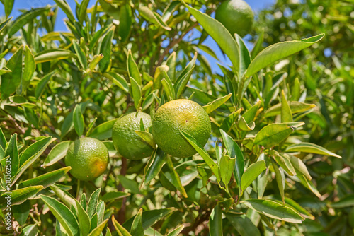 Closeup of green mandarin oranges and citrus growing on lush tree branches on a sustainable orchard farm in remote countryside. Farming fresh and healthy snack fruit for nutrition  diet and vitamins