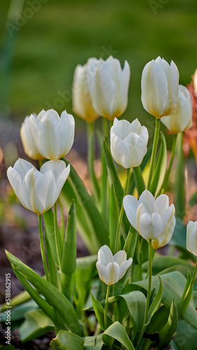 Closeup of white tulips growing, blossoming and flowering in a lush green meadow or cultivated home garden. Bunch of decorative plants blooming in a landscaped backyard through horticulture in spring