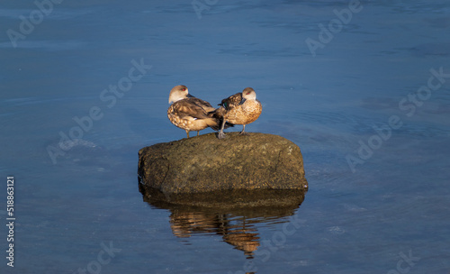 pareja de pato juarjua, pato crestón sobre una roca en el mar al atardecer, con aguas azules y reflejos photo