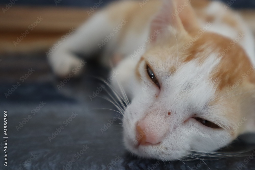 A beautiful cat lying on the floor with a blurred background.