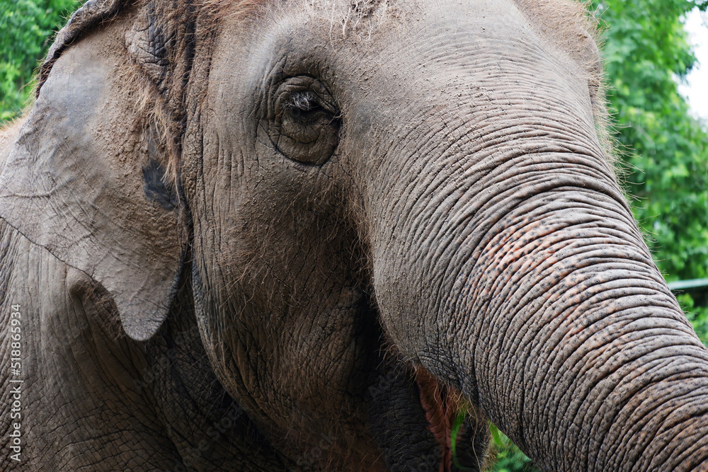 Fototapeta premium Asian drinking elephant in the zoo in Thailand