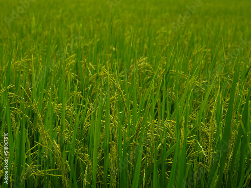 Green rice fields near ripening on the farm