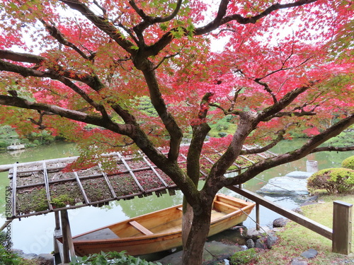 blossom tree
