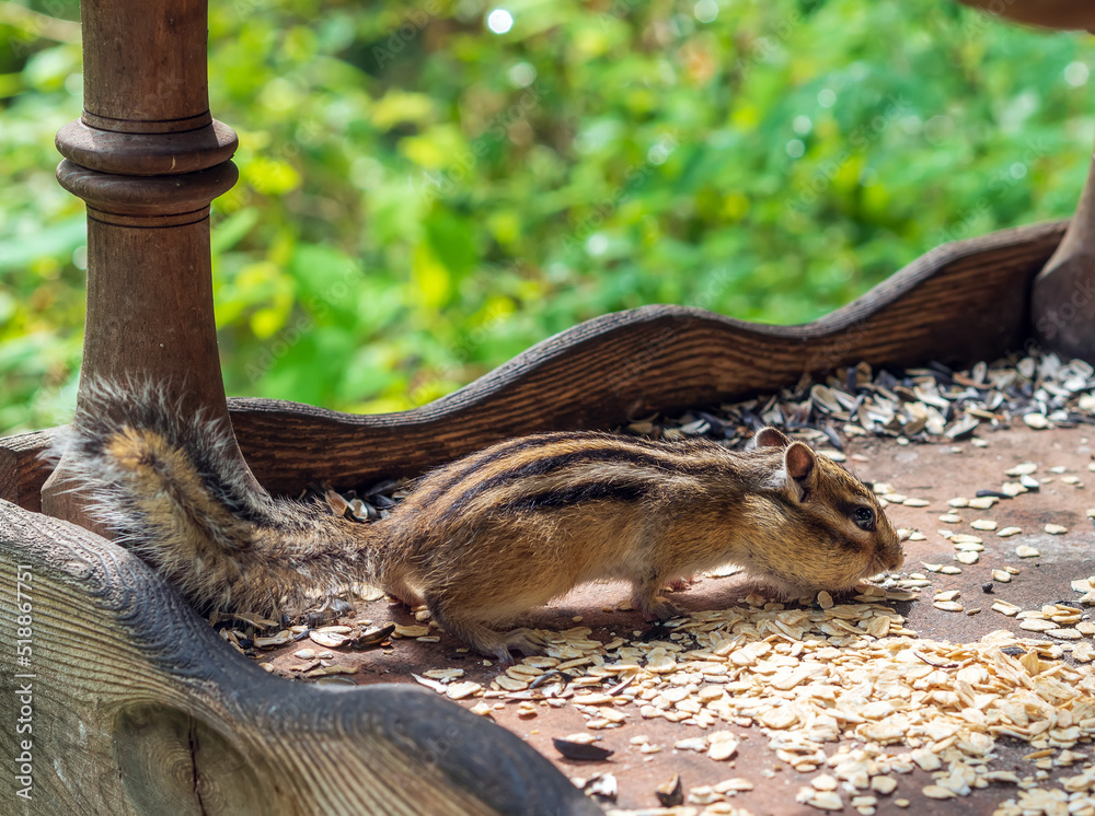 A chipmunk eating seeds in a feeder. Close-up