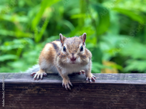 Chipmunk sitting on wooden railing and looking at camera