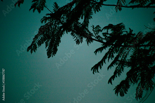 palm tree silhouette