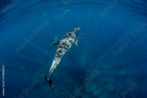 Wildlife dolphins underwater